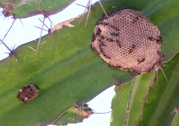 Ученые выяснили, как яд бразильской осы убивает раковые клетки
