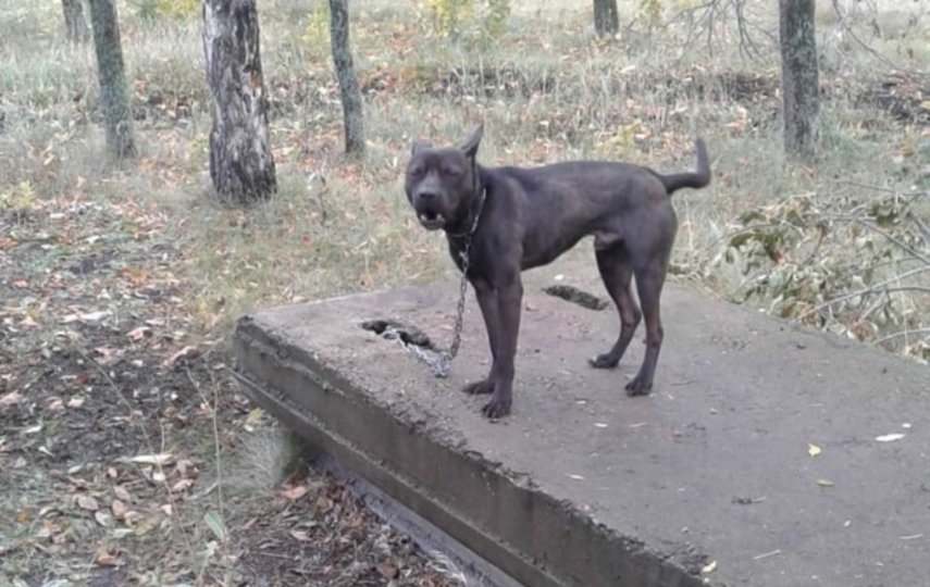 В Башкирии щенка посадили на цепь и оставили умирать