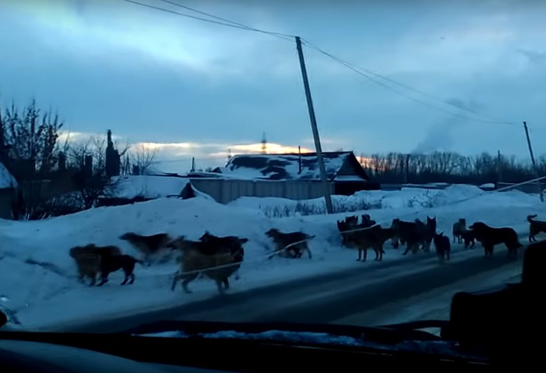 Видео: В Башкирии замечена огромная стая бродячих собак