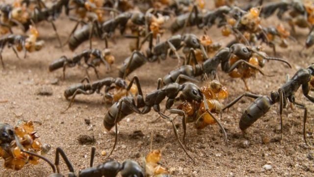 Ученые обнаружили муравьев, которые быстрее гепардов