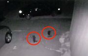 Дверная камера сняла двух таинственных существ в Техасе