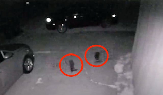 Дверная камера сняла двух таинственных существ в Техасе
