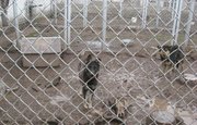 Зоозащитники Башкирии не перестают бить тревогу: Нашумевший приют под Уфой продолжает губить собак - Видео 