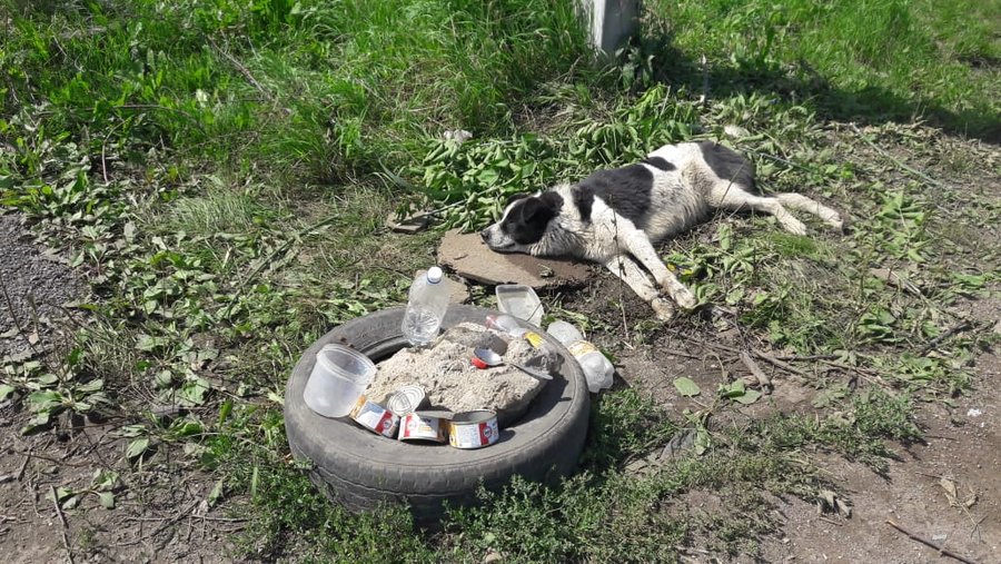 В Уфе сбитая собака два дня лежала около дороги без помощи