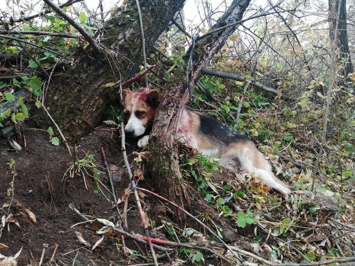 «Проломил  череп рукояткой топора»: В Уфу привезли жестоко избитую собаку  