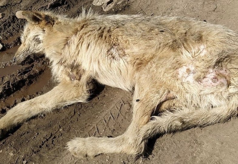 Волонтер из Уфы рассказала о состоянии щенка, которого нашли подранным на дороге