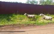 От клыков бродячих собак в деревне Башкирии погибли девять овец