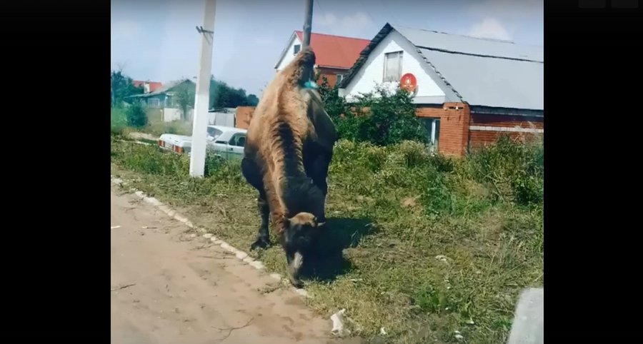 В Башкирии на городских улицах пасётся верблюд