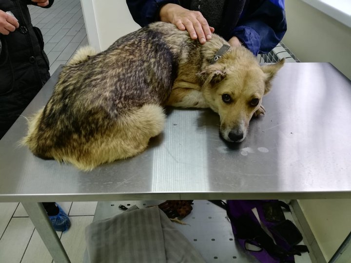 Жителей Башкирии просят помочь бродячей собаке, у которой отсутствует лапа