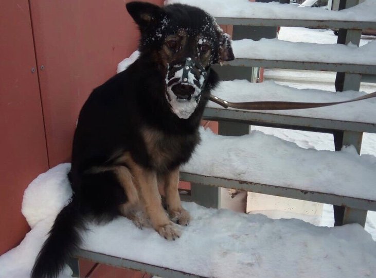 Тряслась от холода: В Уфе привязанная к поручням на морозе собака покрылась инеем