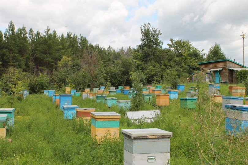 Медовые выходные: Как пчеловод из Мишкинского района превратил свою пасеку в место притяжения отдыхающих