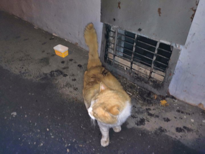 В Башкирии жильцы одной из многоэтажек чуть не погубили котят