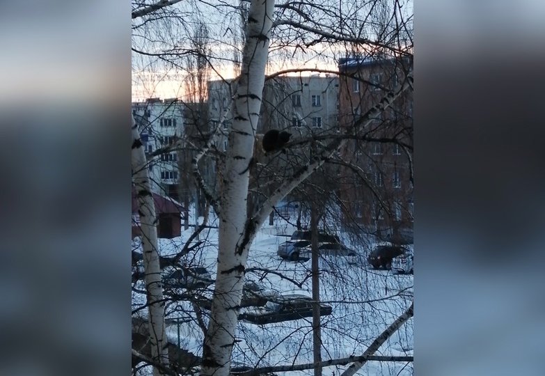 В Башкирии котёнок сидел на дереве два дня и никто не мог ему помочь
