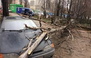 В Уфе из-за сильного ветра на автомобиль упало дерево