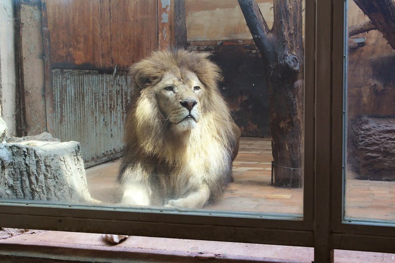В Уфе может появиться новый зоопарк 