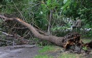За сутки в Уфе зафиксировано 20 случаев падения деревьев
