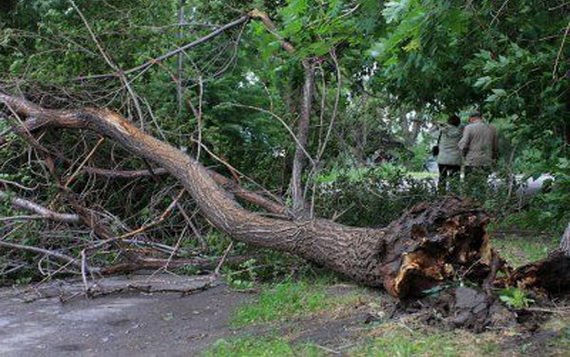 За сутки в Уфе зафиксировано 20 случаев падения деревьев