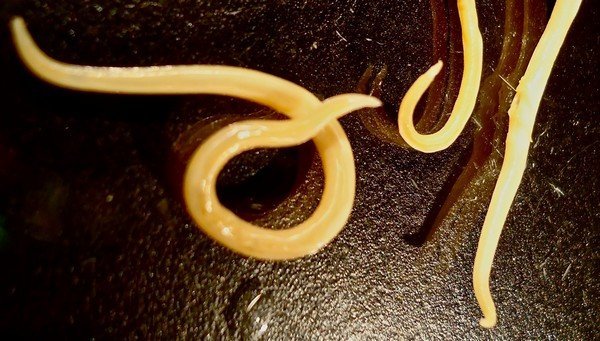 Российские ученые оживили червей, замороженных более 40 тысяч лет назад