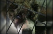 «Осколки касались мозга»: В уфимскую ветклинику попал щенок с проломленным черепом