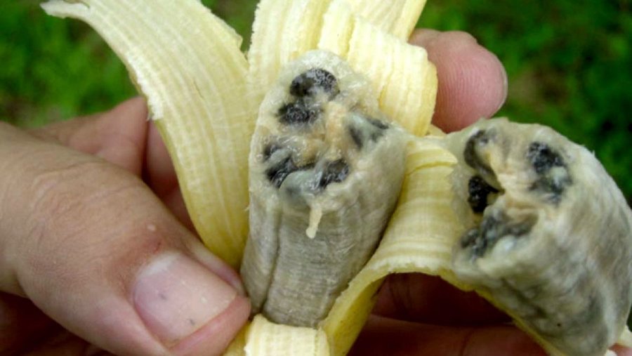 Паразитический гриб, уничтожающий бананы, добрался до Южной Америки