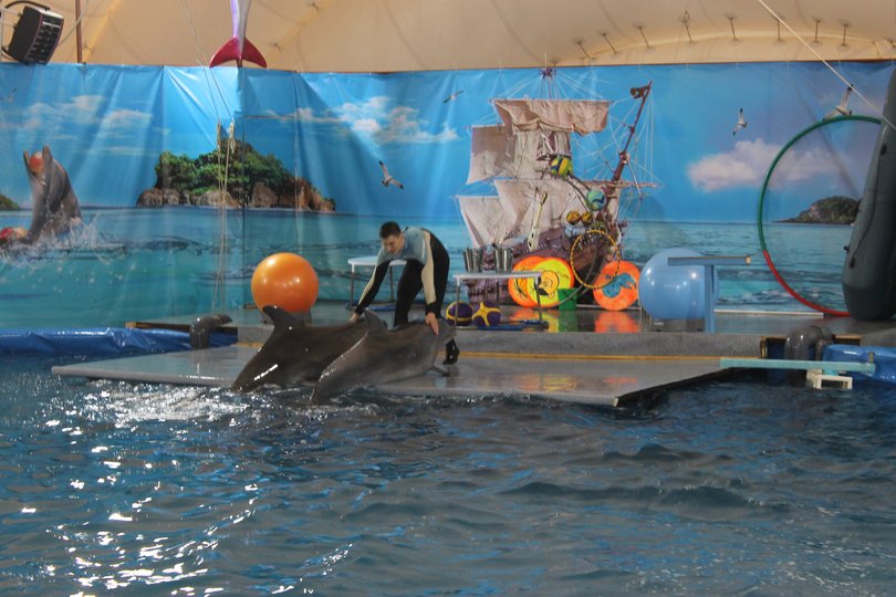 Депутаты Курултая РБ предложили запретить передвижные зоопарки и дельфинарии по всей России