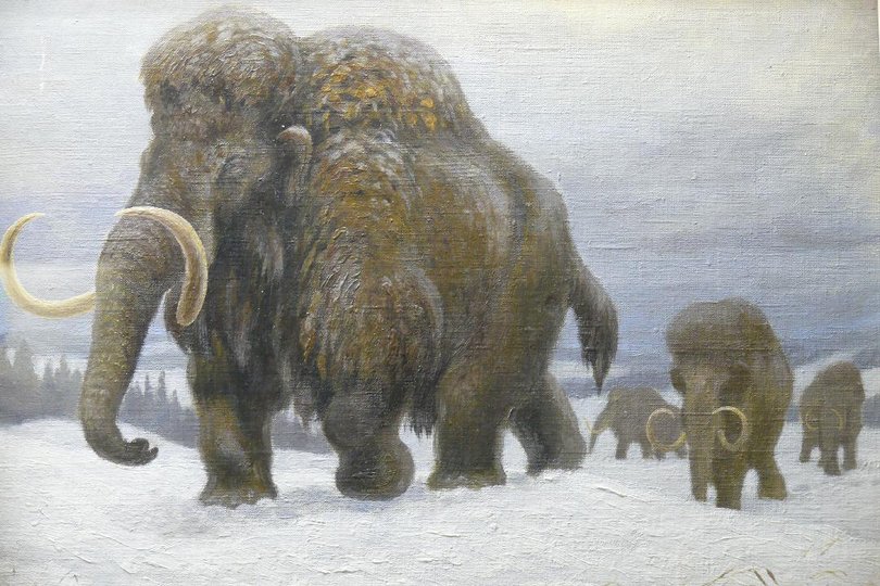 Российские ученые установили время появления людей в Арктике по останкам мамонта Жени