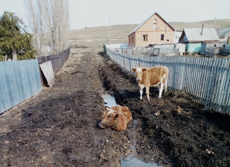 В одной из деревень Башкирии скот тонет в жиже грязи