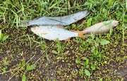 В Башкирии прокуратура установила причину мора рыбы в реке Узень