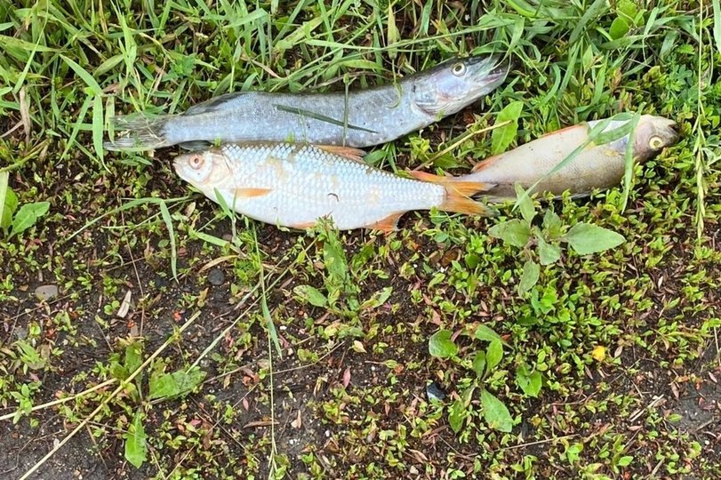В Башкирии прокуратура установила причину мора рыбы в реке Узень
