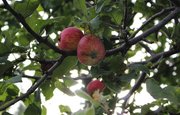 В Уфе женщина упала с яблони в овраг