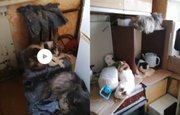 В Уфе пожилая женщина превратила жизнь уличных кошек в ад