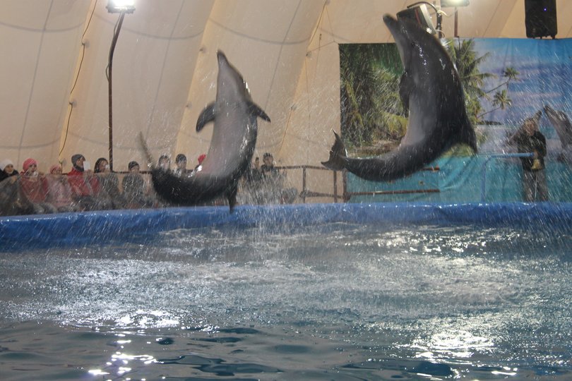 Уфимцы смогут посмотреть на «Дельфинов Мадагаскара»