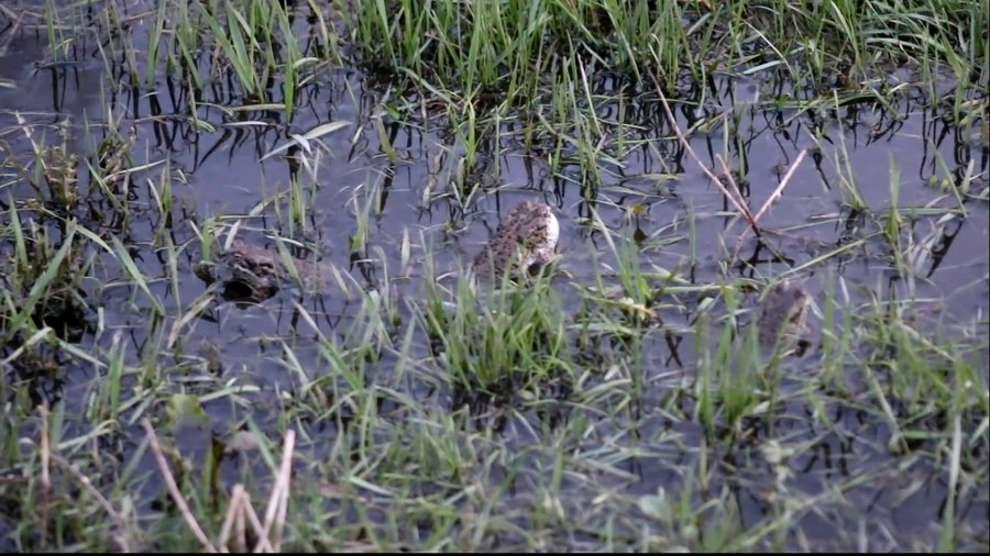 В Национальном парке «Башкирия» засняли брачные игры жаб