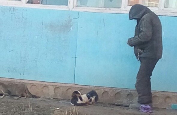 Пример истинной человечности: Жителей Бирска растрогал бездомный, кормящий бродячих кошек 