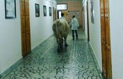 Уфимская корова стала звездой местных новостей