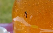 В Башкирии расследуют массовую гибель пчел 