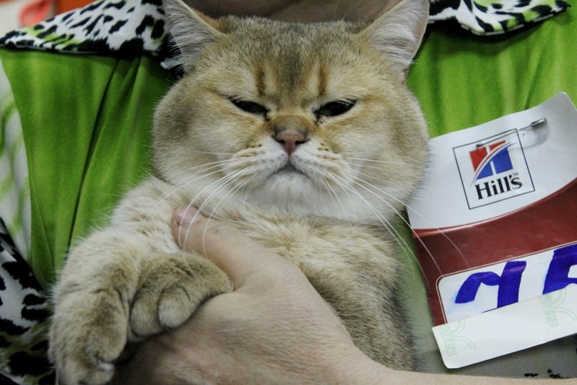 Джекпот: В Англии семья выиграла миллион благодаря своему голодному коту