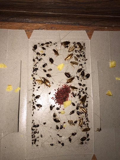 «Лазили по стенам, по потолку, падали на пол, на кровати, на столы – жуткое зрелище» – Студентов главного вуза Башкирии атакуют насекомые