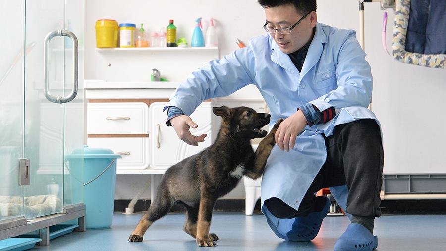 Клонированную полицейскую собаку в Китае начали обучать профессии  