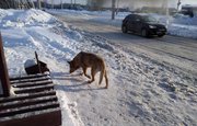 «Топорами приходится вытаскивать собак изо льда»: Чиновникам из Башкирии порекомендовали не выгонять на улицу животных