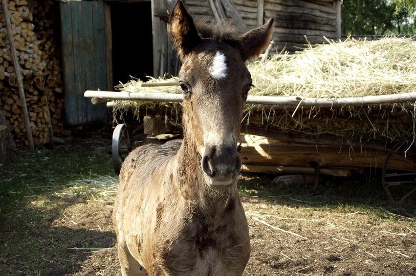 «Будем ждать беды»: В Башкирии кони сбили ребенка и едва не затоптали пенсионера 