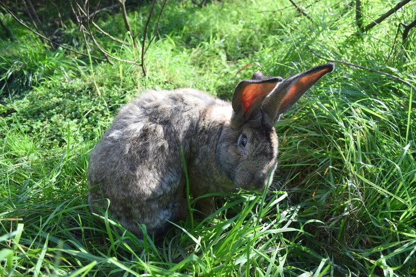 В Башкирии мужчина украл и съел кроликов