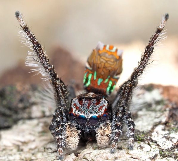 Эксперты опубликовали очаровательные танцы недавно открытых видов пауков-павлинов