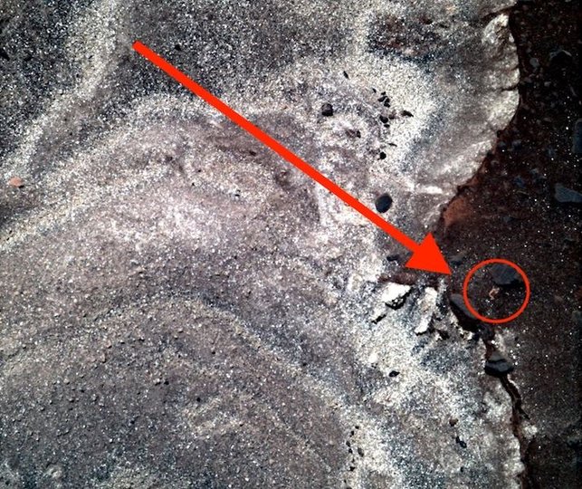 Уфолог заявил об обнаружении на Марсе крошечной формы жизни