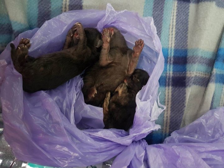 Зоозащитники из Башкирии требуют наказать уфимца, жестоко убившего котят на глазах у детей