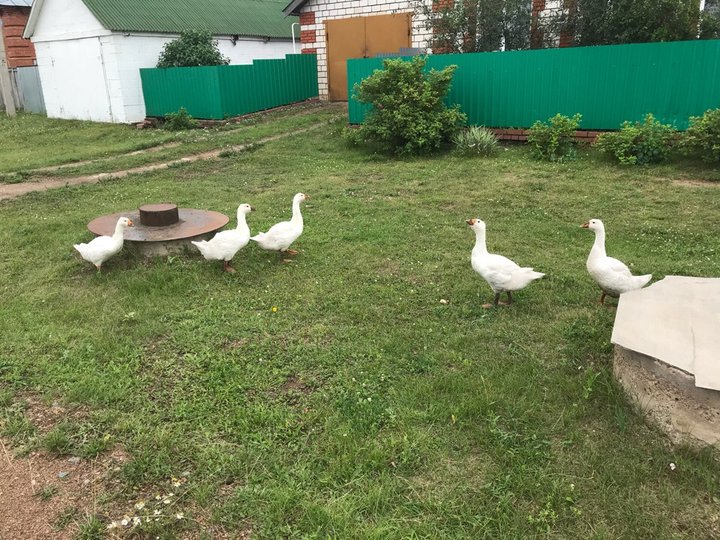 В Башкирии гусей обследуют на наличие гриппа