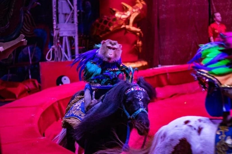 В Уфе цирк прокомментировал скандал вокруг ребенка-инвалида – Его мать уличила организацию в обмане