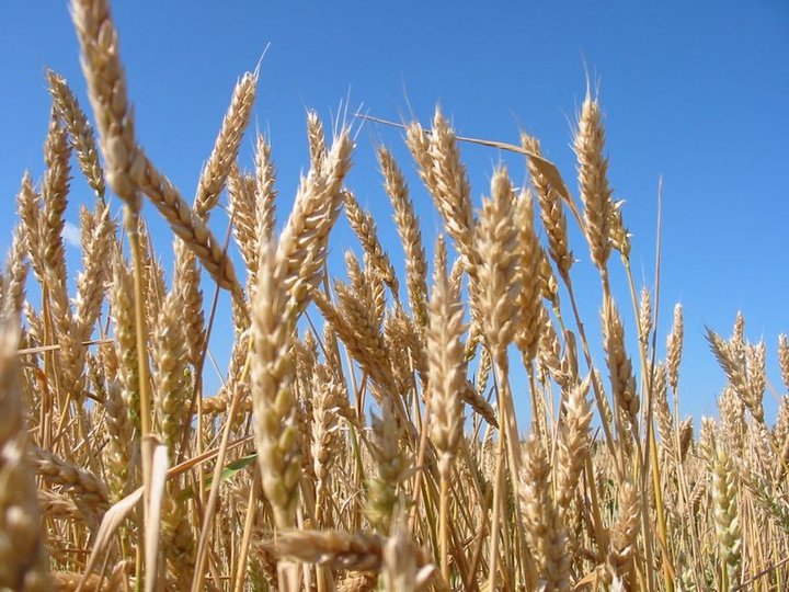 В Башкирии планируют развивать сельхозпредприятия Северо-востока и Зауралья