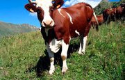 Башкирия получит 308 млн на развитие молочного скотоводства