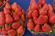В Башкирии на развитие ягодного бизнеса инвестор потратит 15 млн рублей